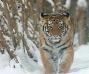 yapboz Sibirya Tiger